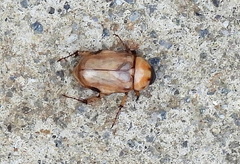 Cyclocephala multiplex