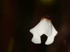 Stylidium ecorne