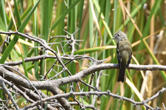 Empidonax albigularis
