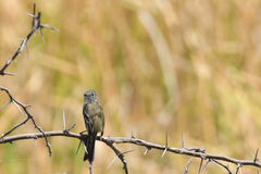 Empidonax albigularis