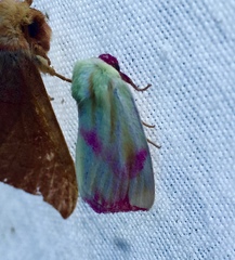 Thurberiphaga diffusa