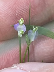 Burmannia biflora
