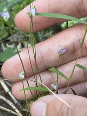 Burmannia biflora