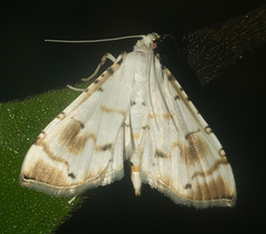 Neurophyseta