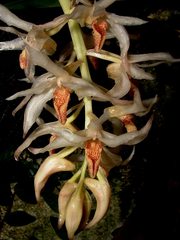 Xylobium elongatum