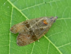 Evora hemidesma