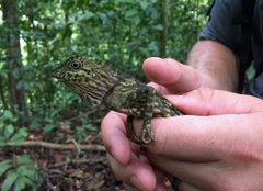Gonocephalus bornensis