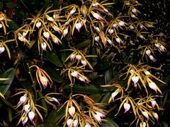 Prosthechea brassavolae