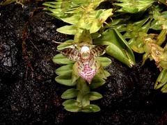 Dichaea neglecta