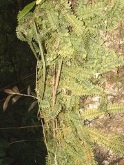 Dichaea neglecta