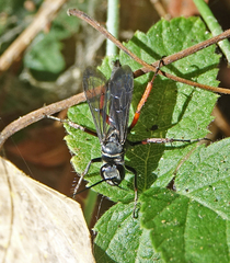 Episyron conterminus