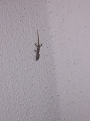 Gehyra mutilata