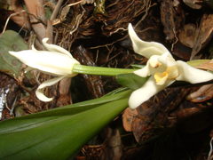 Maxillaria anceps