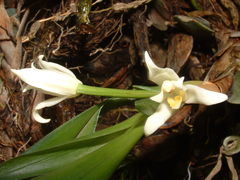 Maxillaria anceps