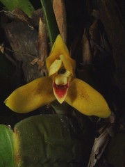 Maxillaria maleolens
