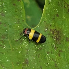 Sphenorhina