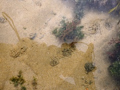 Arenicola marina image