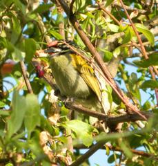 Pogoniulus pusillus pusillus