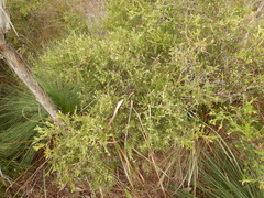 Asteromyrtus lysicephala