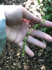 Diarrhena obovata