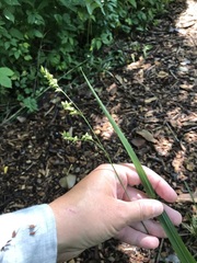 Diarrhena obovata