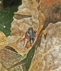 Episyron conterminus