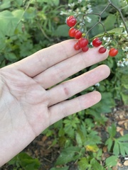 Solanum dulcamara