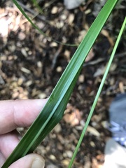 Diarrhena obovata