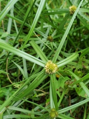 Image of Cyperus aromaticus