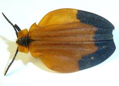 Lycus melanurus