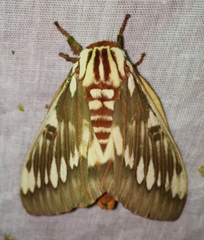 Citheronia splendens sinaloensis