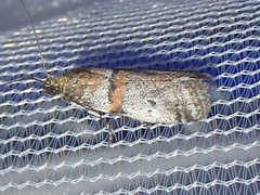 Acrobasis comptella