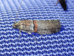 Acrobasis comptella