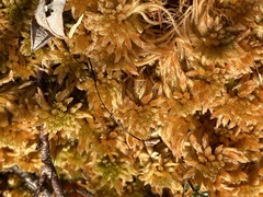 Sphagnum pulchrum