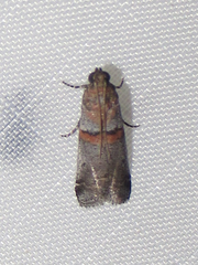 Acrobasis comptella