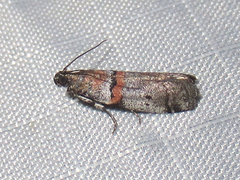 Acrobasis comptella