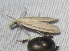 Arivaca ostreella