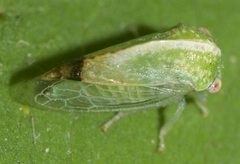 Atymna helena
