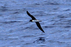 Pseudobulweria rostrata