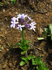 Pentanisia prunelloides prunelloides
