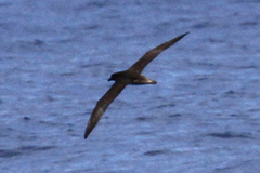 Pseudobulweria rostrata