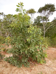 Lophostemon suaveolens