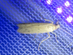 Bandera binotella