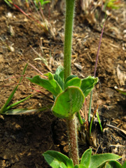 Pentanisia prunelloides prunelloides