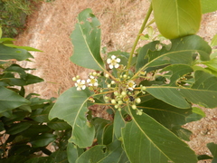 Lophostemon suaveolens