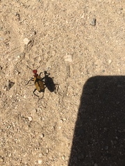 Tegrodera aloga