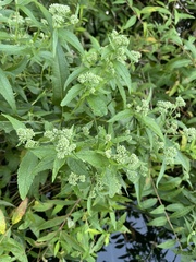 Eupatorium × truncatum