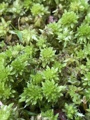 Sphagnum recurvum