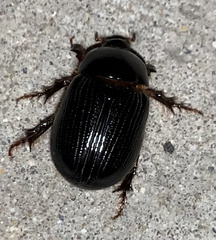 Adoryphorus coulonii