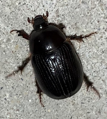 Adoryphorus coulonii